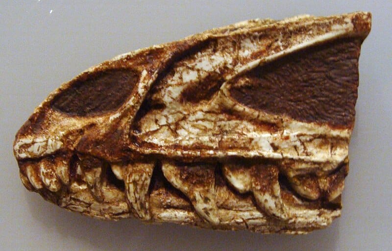 Juvenile Dracovenator snout on display at the Royal Ontario Museum.