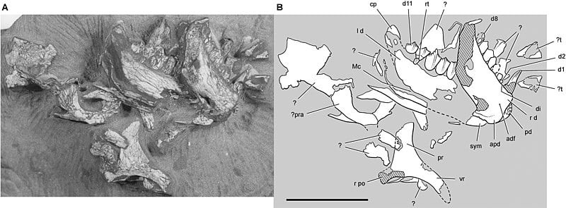 Pegomastax holotype with diagram