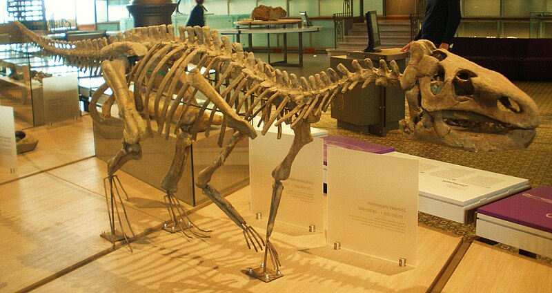 Fossil of Zalmoxes, an ornithopod dinosaur Took the photo at Musee d'Histoire Naturelle, Brussels