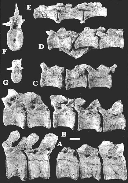 Caudal vertebrae in Begaraaten ostromi