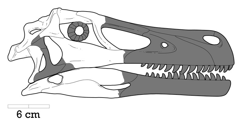 Reconstructed skull of the dromaeosaurid Adasaurus mongoliensis.