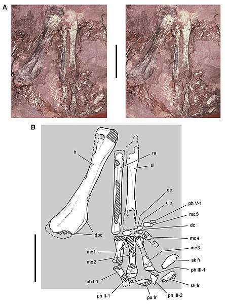 Forelimb and diagram