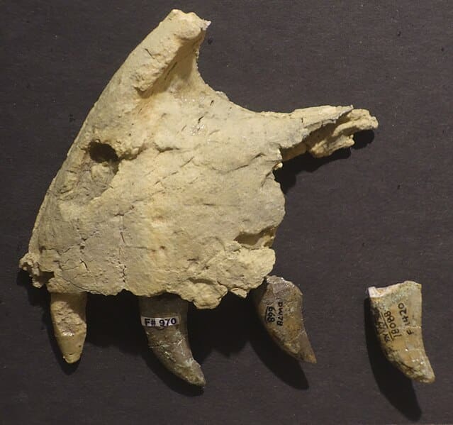 Utahraptor premaxilla, on display at the BYU Museum of Paleontology.