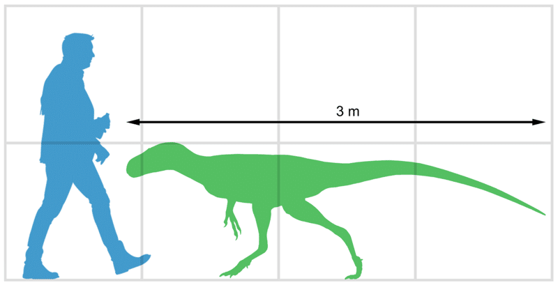 Size of Bagaraatan ostromi compared to human