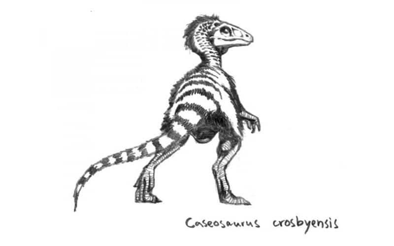 Caseosaurus: Exploring the Late Triassic Predator. Discover the Caseosaurus, a fascinating Theropod from the Late Triassic Period, known for its significant fossil finds in Texas.