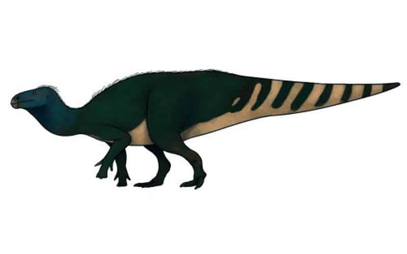 Cedrorestes: Cedar Mountain's Early Cretaceous Herbivore. Discover Cedrorestes, an herbivorous dinosaur from the Early Cretaceous Period, found in Utah's Cedar Mountain Formation. Learn about its life and times.
