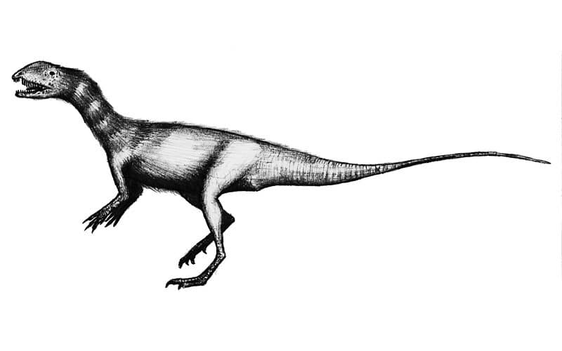 Dracovenator: The Dragon Hunter of Early Jurassic. Discover Dracovenator, a formidable Early Jurassic carnivore from South Africa, known for its dragon-like name and impressive hunting skills.