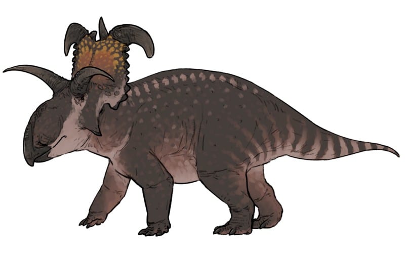 Discover Lokiceratops, a horned ceratopsian from the Late Cretaceous, found in Montana, United States of America.