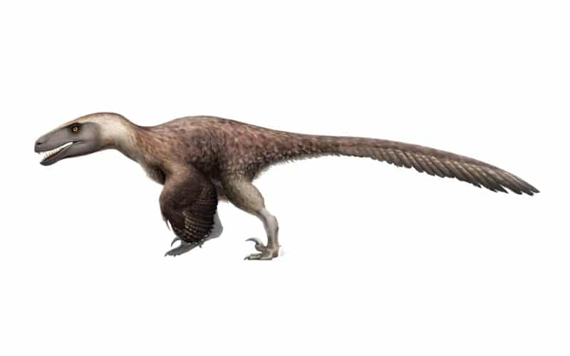 Utahraptor | Utah's Predator of the Early Cretaceous. Discover Utahraptor, the largest known Dromaeosauridae, known for its formidable claws and hunting prowess. Explore its world and history.