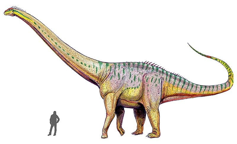Amphicoelias altus reconstruction