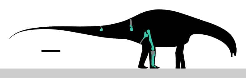 Skeletal diagram of ''Amargatitanis''