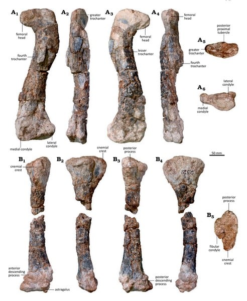 Holotype femur (A) and tibia with astragalus (B)