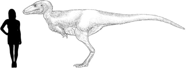 Alectrosaurus size chart reconstruction by Tom Parker.