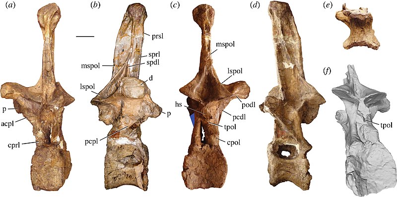 Holotype vertebrae of A. altus, AMNH 5764