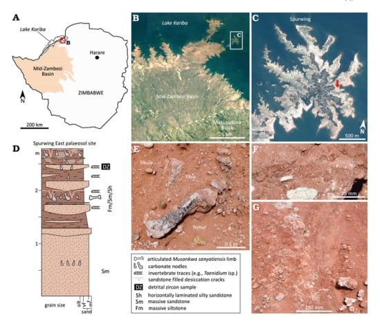 Geographical, stratigraphic, and sedimentological details of the Musankwa discovery, including the holotype in situ (E)