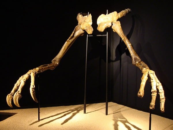 Forelimbs and shoulder girdles of holotype specimen MPC-D 100/18 on temporary exhibit in CosmoCaixa
