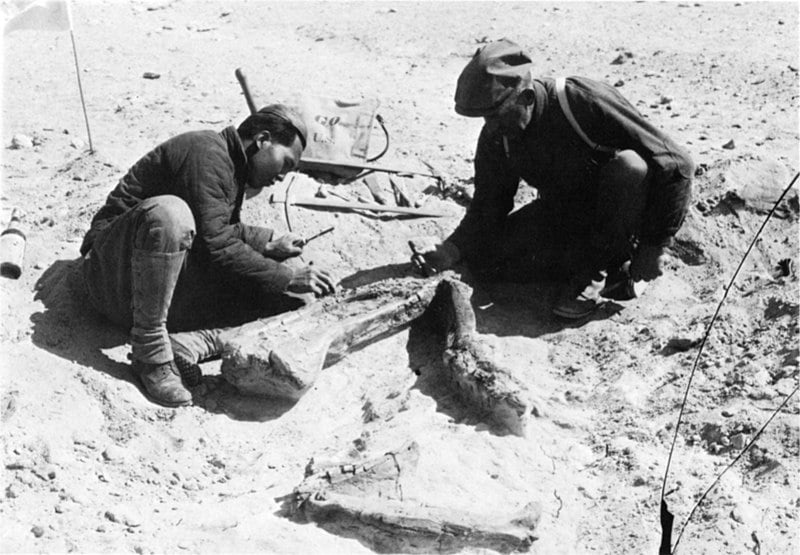 Excavation of the right hindlimb of A. olseni specimen AMNH 6554, in 1923. George Olsen on the right