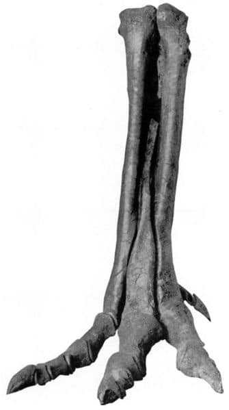 Right hind foot of Alectrosaurus olseni. No. 6368, A.M.N.H.