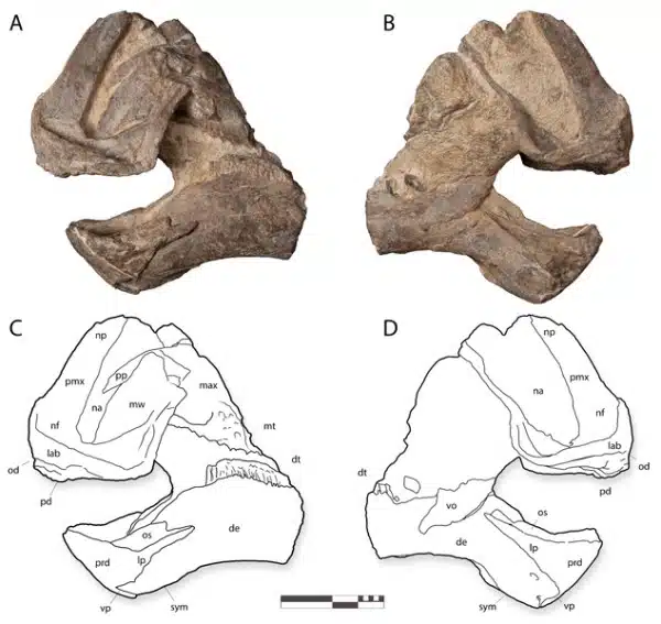 Holotype of Coahuilasaurus lipani, in (A), left lateral view; (B), right lateral view, (C), line drawings in left lateral view, (D), line drawings in right lateral view.