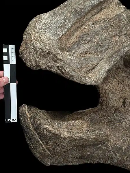 Holotype of Coahuilasaurus lipani (Hadrosauridae: Kritosaurini) from the latest Campanian of the Cerro del Pueblo Formation, Mexico