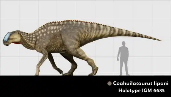 Life reconstruction and size comparison of Coahuilasaurus lipani