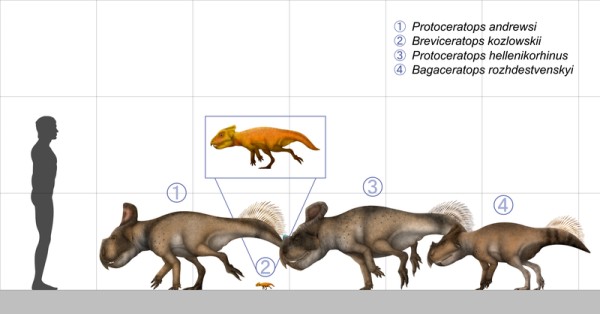 Explore Breviceratops, a small Late Cretaceous herbivore from Mongolia's Nemegt Basin, known for its short frill and beak-like mouth.