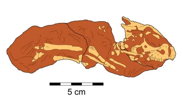 Line diagram of the holotype specimen (ZPAL MgD-I/117) of the protoceratopsid Breviceratops kozlowskii.