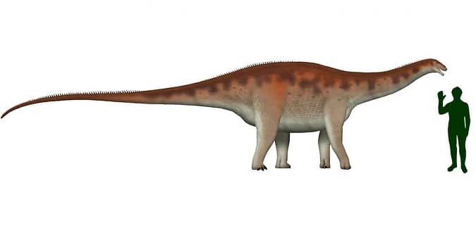 Campananeye size