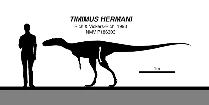 Skeletal reconstruction of Timimus hermani, an enigmatic Australian coelurosaur.