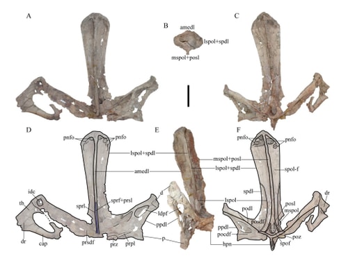 Campananeye Fossil