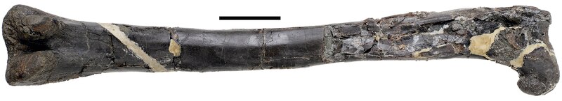 Timimus hermani (NMV P186303; holotype) left femur in posterior view.