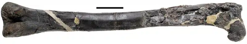 Timimus hermani (NMV P186303; holotype) left femur in posterior view.