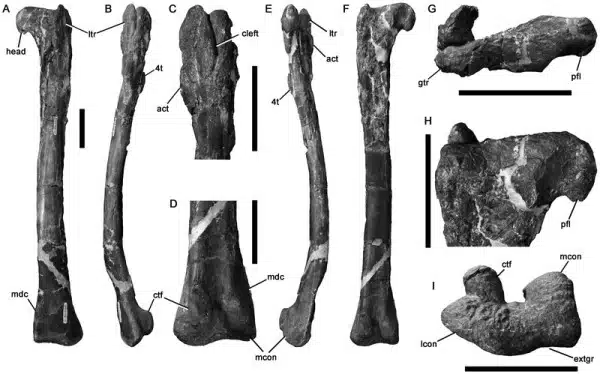 Holotypic left femur of Timimus hermani NMV P186303 in anterior (A), lateral (B–C), posterior (D, F), medial (E), proximal (G), posteroproximal (H) and distal (I) views.