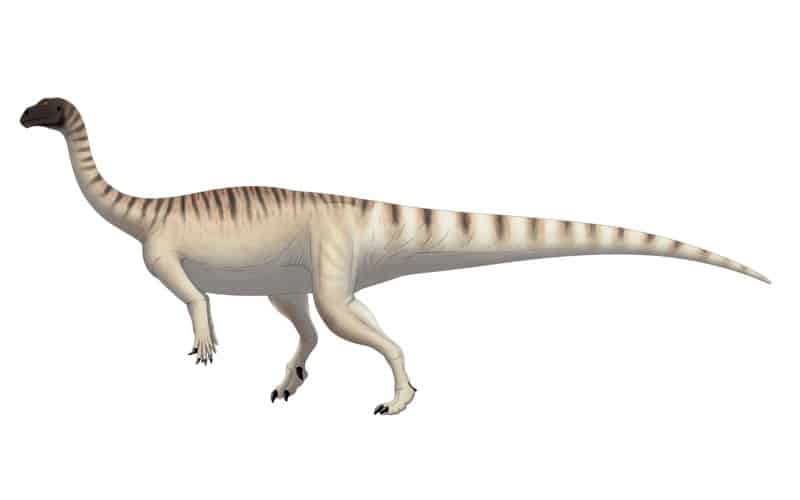 Uncover the Story of Mussaurus, the Early Jurassic "Mouse Lizard," its Size, Environment, and Remarkable fossil evidence.