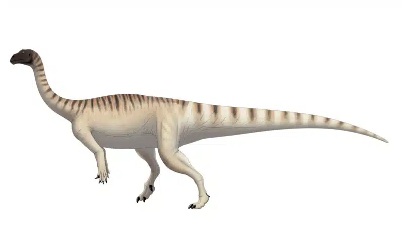 Uncover the Story of Mussaurus, the Early Jurassic "Mouse Lizard," its Size, Environment, and Remarkable fossil evidence.
