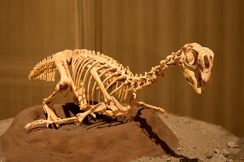 Cast mounted in a nesting position