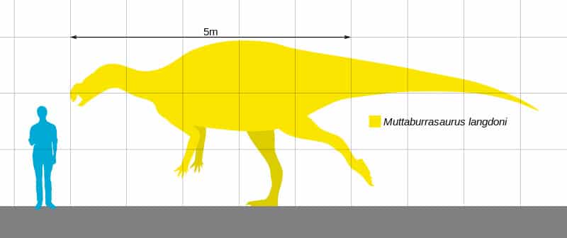 Discover Muttaburrasaurus, a Distinctive Herbivore from the Early Cretaceous, Thriving in Lush Landscapes of Ancient Australia.