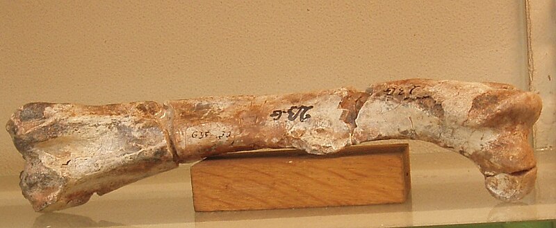 Femur of Elrhazosaurus (formerly Valdosaurus) nigeriensis