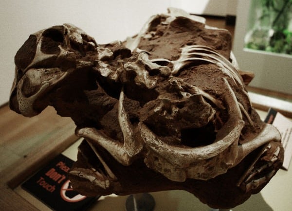 Conchoraptor Fossil