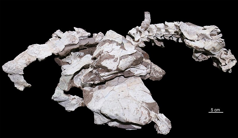 The type specimens of Datai yingliangis gen. et ap. nov. (individual lying on top: YLSNHM 01003; individual on bottom: YLSNHM 01002, holotype) prepared and reconstructed in situ.