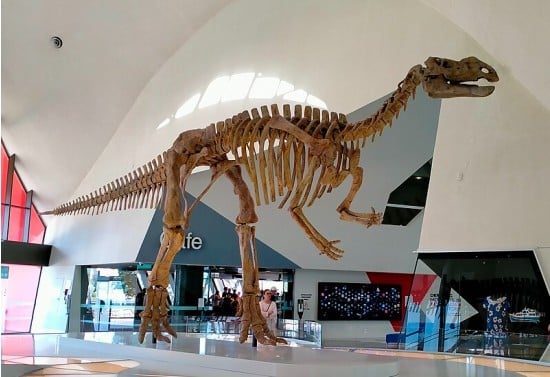 Muttaburrasaurus Mounted skeleton