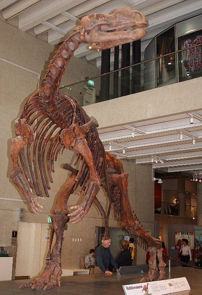 Muttaburrasaurus skeleton Queensland Museum