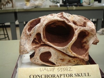 Skull of Conchoraptor