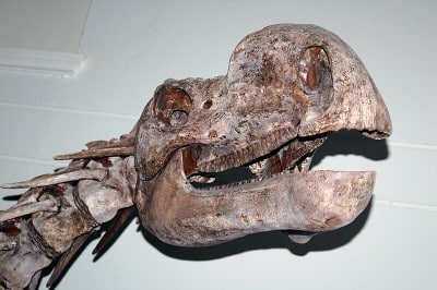 Mounted skull of a Muttaburrasaurus langdoni at the Australian Museum, Sydney.