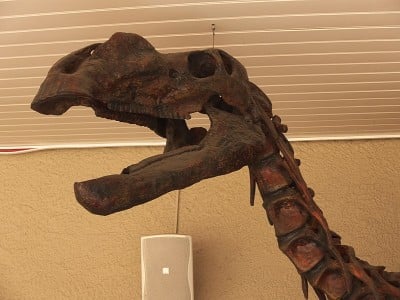 Head of the Muttaburrasaurus langdoni replica skeleton at the entrance of the Tasmanian Museum and Art Gallery.