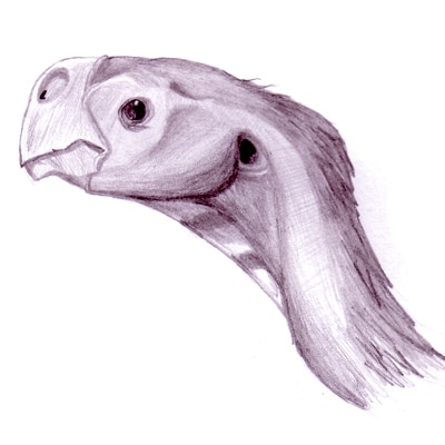 Conchoraptor Sktech