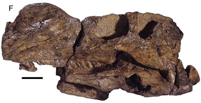 Muttaburrasaurus langdoni (QM F6140; holotype) skull and mandible in left lateral view.