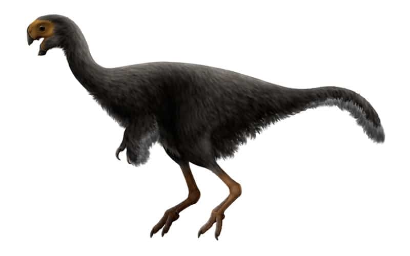 Discover Conchoraptor, an oviraptorid dinosaur from Late Cretaceous Mongolia, known for its unique shell-plundering habits.