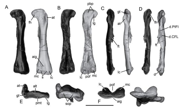 the holotype left femur of Archaeocursor asiaticus
