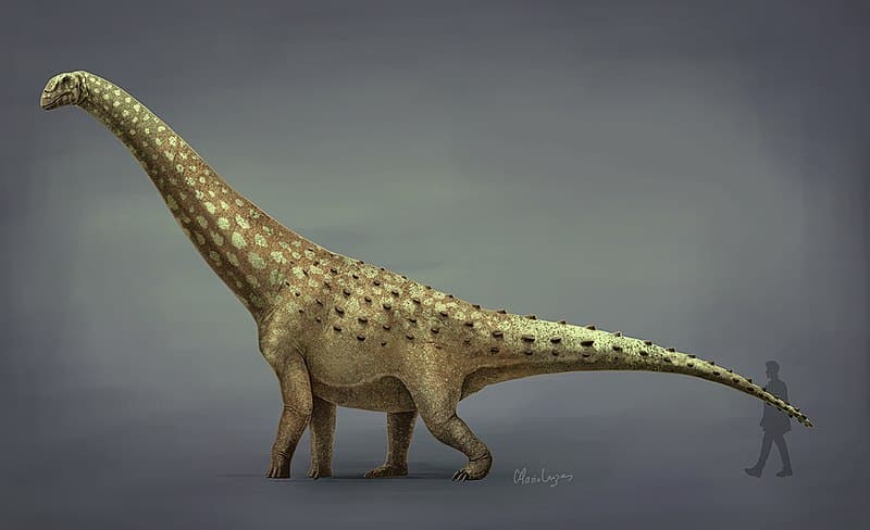 Diamantinasaurus reconstruction